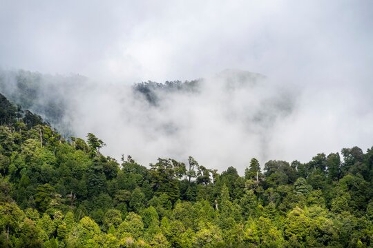 Mountains with dense temperate rainforest and clouds, Valdivian or Northern Patagonian Rainforest, Los Lagos, Patagonia Verde, Chile