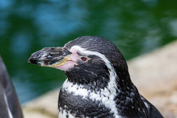 Obraz premium Detailed headshot of a juvenile penguin with black white plumage