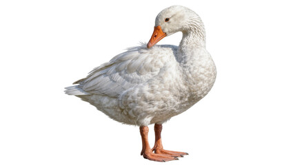 White goose with orange beak and legs, isolated on transparent background © Sophie