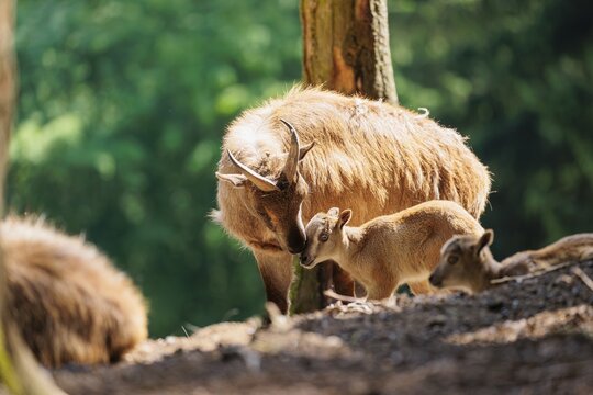 A female Himalayan tahr (Hemitragus jemlahicus) is caring for her young. Both are standing backlit in a forest. Himalayan Region from Kashmir to Western Bhutan