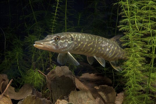Esox Lucius, pike, pike, predatory fish, fishes, northern pike, pisces
