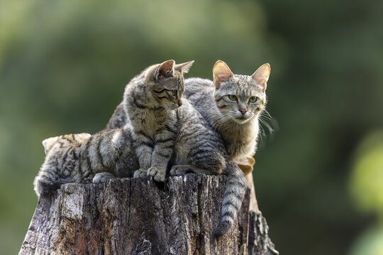 Several kittens and an adult cat sitting together on a tree stump, wildcat (Felis silvestris), kitten, Germany
