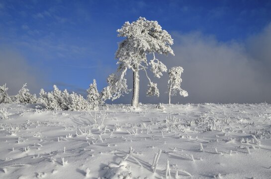 Iced pine near the summit of the Hornisgrinde, near Seebach, Ortenaukreis, Black Forest, Ortenaukreis, Baden-W&uuml;rttemberg, Germany