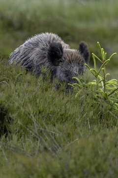 Suddenly the back of a wild boar (Sus scrofa) emerges from behind a mound of heather to see if it is the boar that fled an hour ago, late spring, early summer, defenceless, June, Denmark