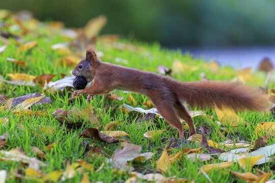 Squirrel hurries across moist autumn grass with nut, sharp motif against soft bokeh conveys movement, squirrel (Sciurus vulgaris), wildlife, Germany