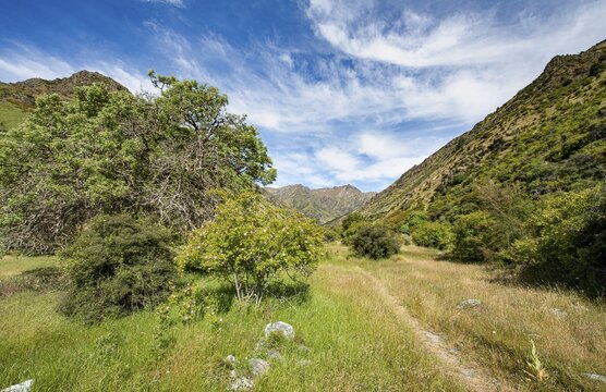 Hiking trail in the valley of Grandview Creek, Grandview Mountain Track, Lake Hāwea, Southern Alps, Otago, South Island, New Zealand
