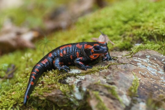 Fire salamander, salamandra salamandra, amphibians, amphibians, caudata, amphibians, amphibians, red, tail amphibians