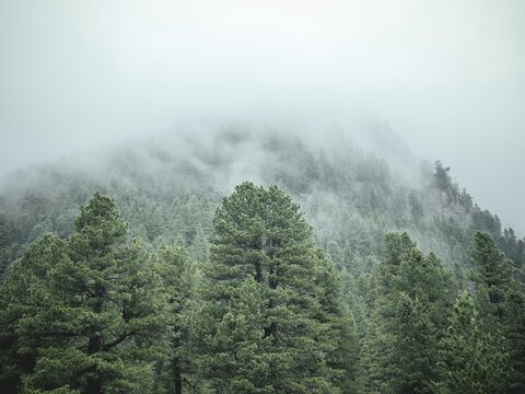 Forest in the morning mist, Krimmler Tauern, Pinzgau, Salzburg, Austria