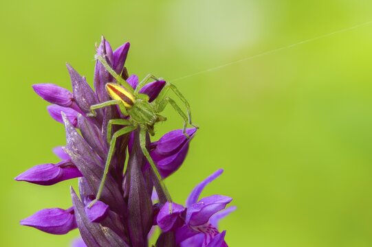 Arachnida, broad-leaved fingerwort, broad-leaved cuckoo flower, broad-leaved orchid, broad-leaved marsh orchid, fan orchid, broad-leaved marsh orchid Flora, Green Huntsman Spider, Spiders, Plants, Spiders, Spiders