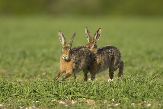 Brown hare (Lepus europaeus) two adult animals running in a farmland cereal field in springtime with a male chasing a female, Norfolk, England United Kingdom