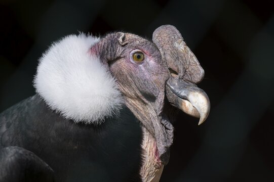 Andean condor (Vultur gryphus), portrait, Germany