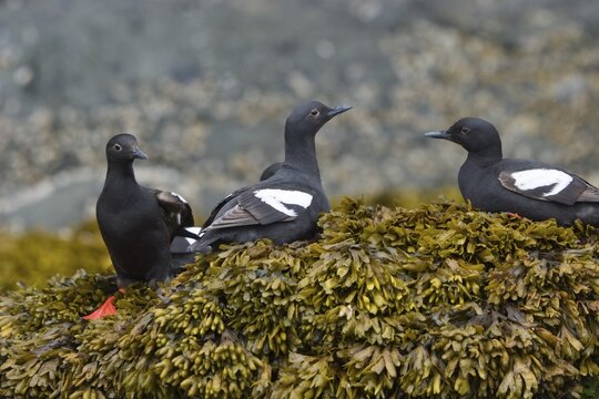 Auks, Pigeon Guillemots (Cepphus columba columba), Alaska, USA