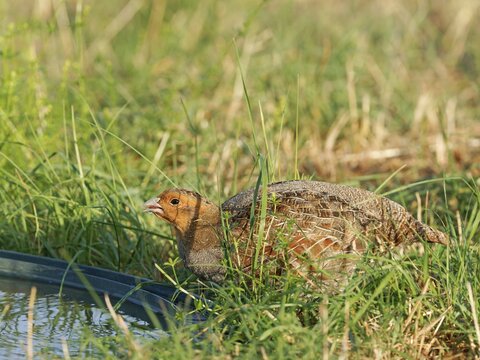 A partridge (Perdix perdix) drinks at an artificial waterhole in a meadow, Solms, Hesse, Germany
