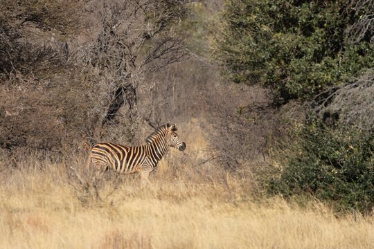 Cape mountain zebra (Equus zebra zebra) adult animal standing in savannah grassland, Limpopo, South Africa