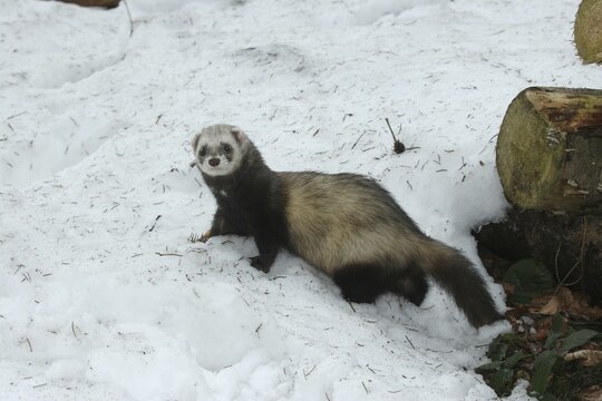 Ferret (Mustela putorius furo) in the snow, pet keeping, Allg&auml;u, Bavaria, Germany