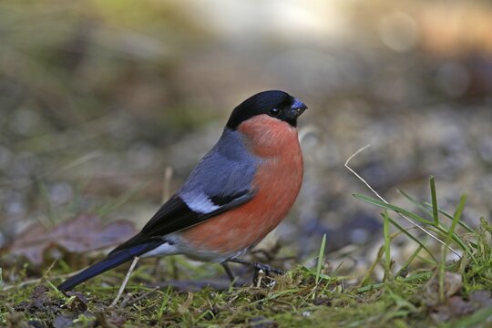 Male Eurasian Bullfinch (Pyrrhula pyrrhula)