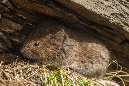 Earth mouse, field vole, microtus agrestis, rodents, Norway, rodentia, short-tailed vole, varanger, mammals, mouse, muroids, rodents, mammals, vole