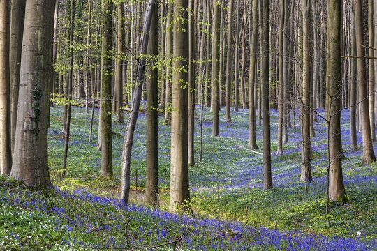 Bush anemone (Anemonoides nemorosa) and blue flowering bluebells (Hyacinthoides non-scripta) in the copper beech (Fagus sylvatica) forest, Hallerbos, near Halle, province of Flemish Brabant, Belgium