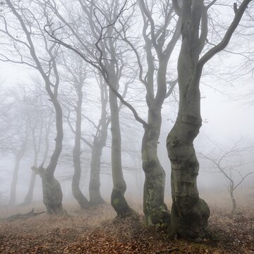 Mysterious forest in the fog, bizarrely overgrown bare beech trees, autumn, Ore Mountains, Czech Republic