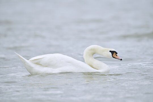 Mute swan (Cygnus olor), Alsace, France