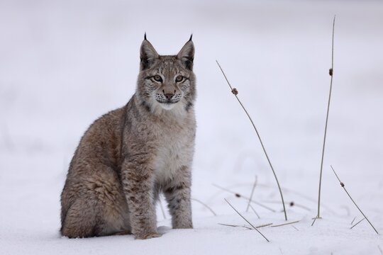 Eurasian lynx (Lynx lynx) sitting on a snowy meadow, Czech Republic
