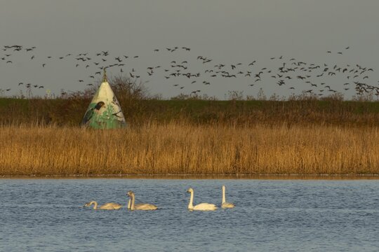Whooper swan (Cygnus cygnus) five adult swans birds on a lake with a flock of Brent geese flying in the background, RSPB Frampton marsh nature reserve, Lincolnshire, England, United Kingdom