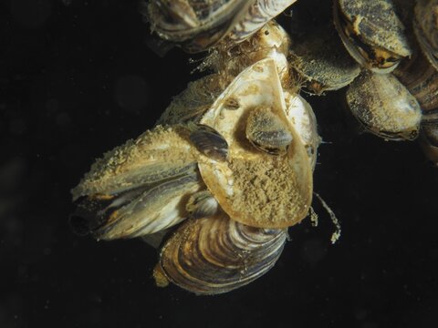 Detailed view of Quagga triangle mussels (Dreissena rostriformis bugensis), invasive species, forming complex patterns and shapes, Wildsau dive site, Berlingen, Lake Constance, Switzerland, Germany