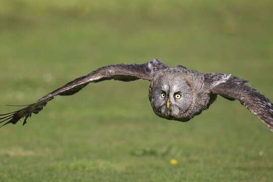 Great grey owl (Strix nebulosa) adult bird flying low over grass, England, United Kingdom, Captive