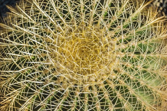 Golden Barrel Cactus (Echinocactus grusonii), close-up