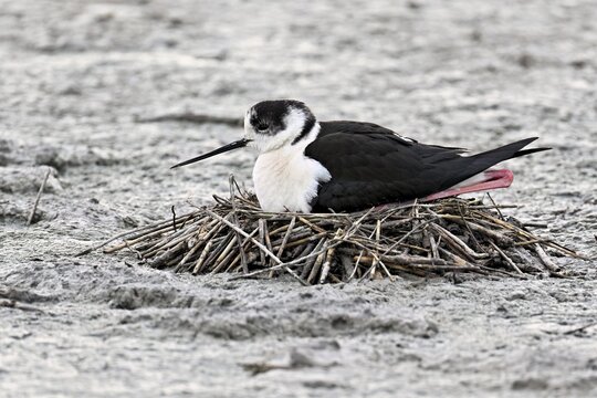 Black-winged Black-winged Stilt (Himantopus himantopus), brooding in a nest, Camargue, southern France, France