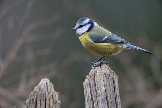 Blue tit, parus caeruleus, birds, garden fence, garden fence, tits, passeri, songbirds, songbirds, tits, birds