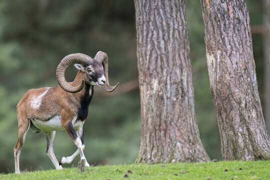 Mouflon (Ovis orientalis), Haltern, North Rhine-Westphalia, Germany
