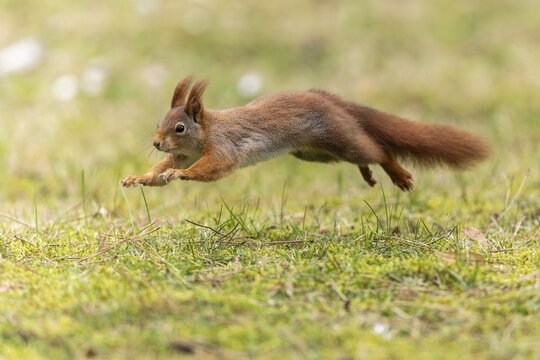 Eurasian red squirrel (Sciurus vulgaris) jumping in a meadow, wildlife, Germany
