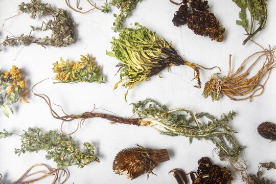 Wild plants, Restaurante El Central, Lima, Peru