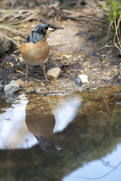 Mountain finch, brambling, fringilla montifringilla, bath, bird bath, birds, high size, portrait format, passeri, songbirds, drinking, birdbath, birds, watering place