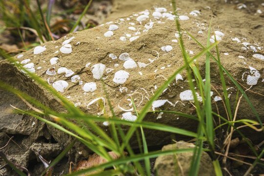 Close up of prehistorical artifacts-shell fossils in stone in Pantishara, Datvis khevi valley in Vashlovani national park.Georgia