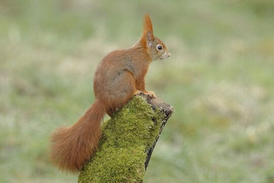 Eurasian red squirrel (Sciurus vulgaris) sitting on a tree stump covered with moss, North Rhine-Westphalia, Germany