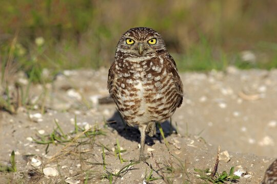 Burrowing Owl (Athene cunicularia) adult, Florida, USA