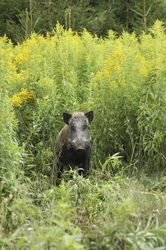 Wild boar (Sus scrofa) cache secured between flowering tall goldenrod (Solidago gigantea) Allg&auml;u, Bavaria, Germany
