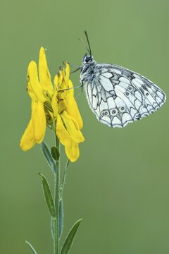 Checkerspot butterfly (Melanargia galathea) on gorse (Genista tinctoria), Bad M&uuml;nstereifel, North Rhine-Westphalia, Germany