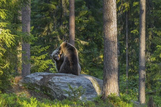 Brown bears (Ursus arctos) fighting playfully in a boreal coniferous forest, Game, Suomussalmi, Karelia, Finland