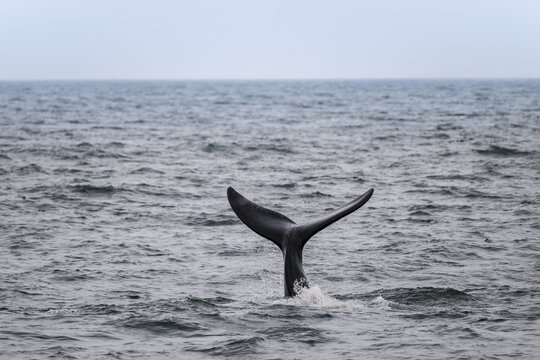 North Atlantic right whale (Eubalaena glacialis), fin from the water, Hermanus, South Africa