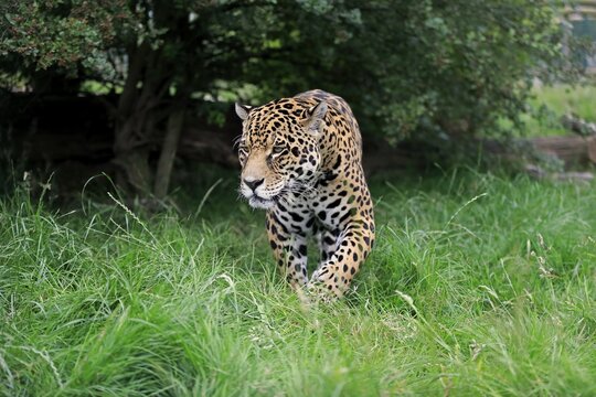 Jaguar (Panthera onca), adult, stalking, native to South America, captive, England, United Kingdom