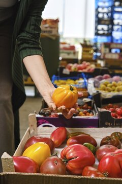 Person picks yellow tomato from box in market. There are many boxes filled with red tomatoes and other vegetables. This scene shows everyday shopping activity