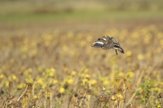 Wigeon duck (Mareca penelope) adult bird in flight, Lincolnshire, England, United Kingdom