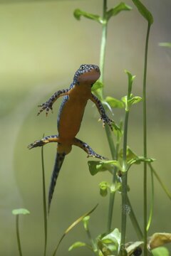 Alpine newt, mountain newt, ichthyosaura alpestris, mesotriton alpestris, triturus alpestris, amphibians, amphibians, high size, portrait format, amphibians, amphibians, amphibians, amphibians, amphibians, vertical format, amphibians, amphibians, amphibians, vertical format, amphibians, amphibians, amphibians, vertical format, amphibians, amphibians