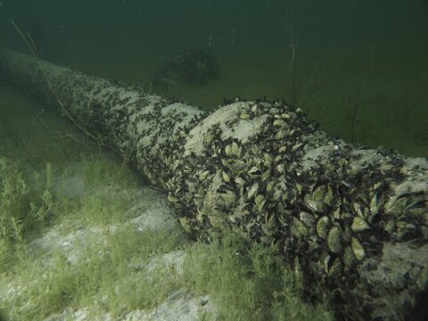 A tube under water, overgrown with quagga triangle mussels (Dreissena rostriformis bugensis), invasive species, and surrounded by algae, in a dark, calm environment, dive site Wildsau, Berlingen, Lake Constance, Switzerland, Germany