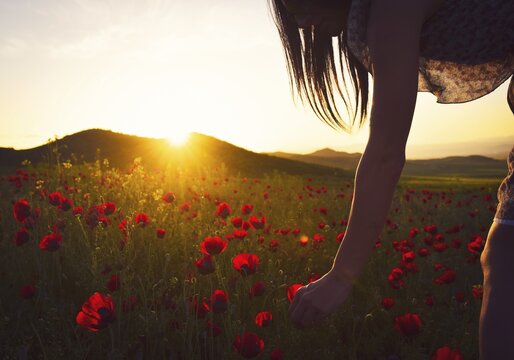Young caucasian woman picking flowers on a summer evening.Cinematic summer glow. Marneuli. Georgia