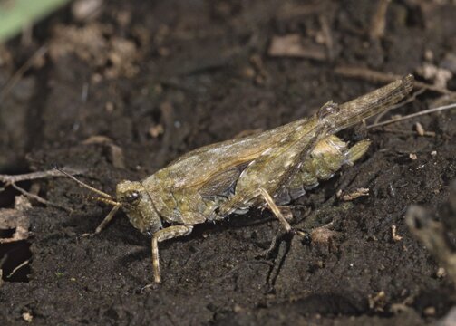 Caelifera, thorn scare, grasshoppers, short-feeler scare, sabre-thorn scare, tetrix subulata, awl-shaped pygmy grasshopper, camouflage, grasshoppers, grasshoppers, insects, slender ground hopper, camouflage