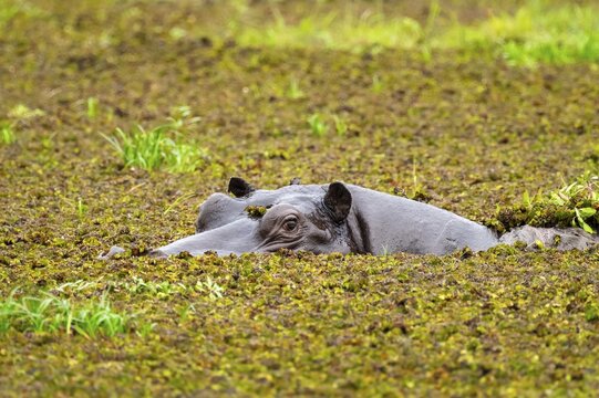Hippopotamus (Hippopatamus amphibius) hiding in the swamp, Xakanaxa, Okavango Delta, Moremi Game Reserve, Botswana